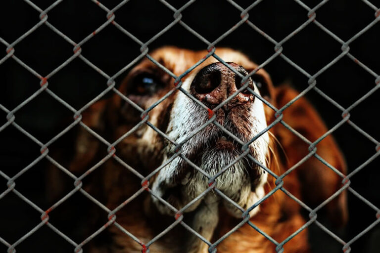 Animal Charity Image